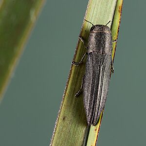 Euryspilus australis, PL5648, female, on Lepidosperma hispidulum (PJL 3594), SE, 9.8 × 2.5 mm